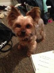 lost and found: yorkie with pink collar missing; samsung galaxy found
